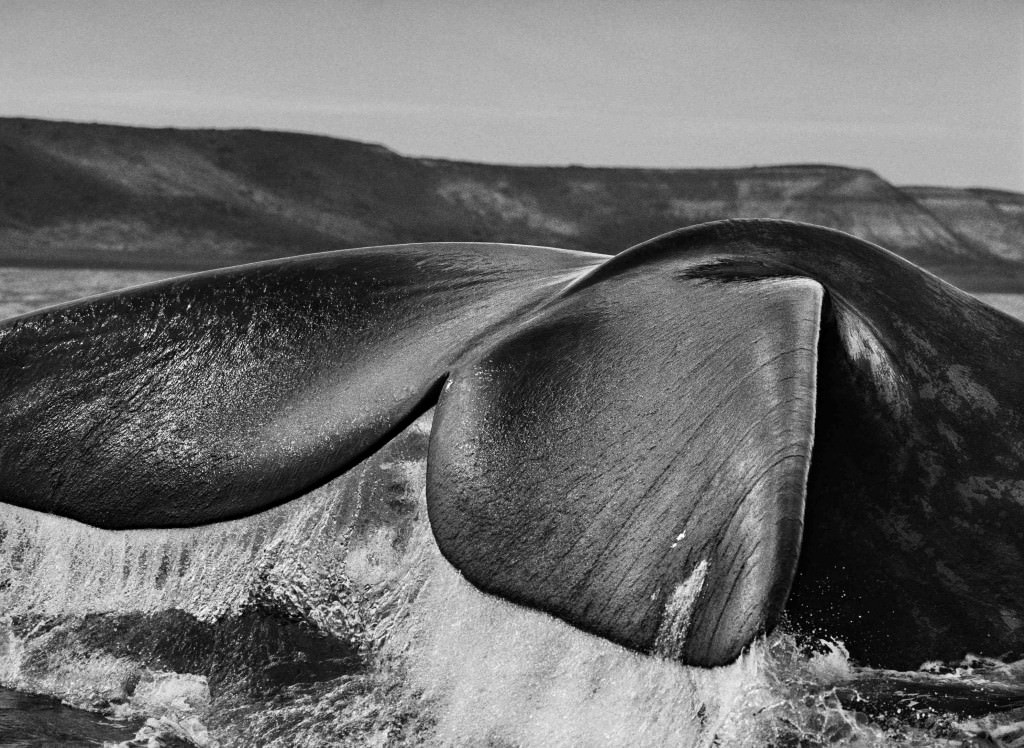 Fotografía de Sebastiao Salgado en la exposición 'Génesis'. Imagen cortesía de CaixaForum.