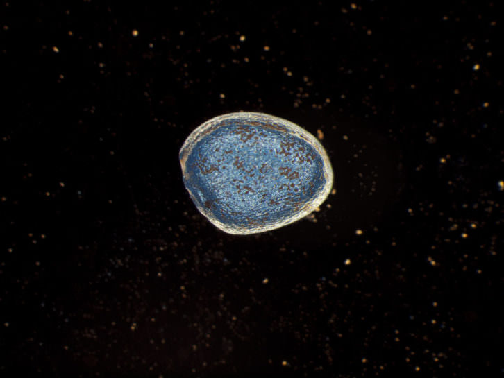 Fotografía de Thierry Ardouin en la exposición 'Le bonne mauviase graine?' en el Jardí Botànic. Imagen cortesía de Doctornopo.