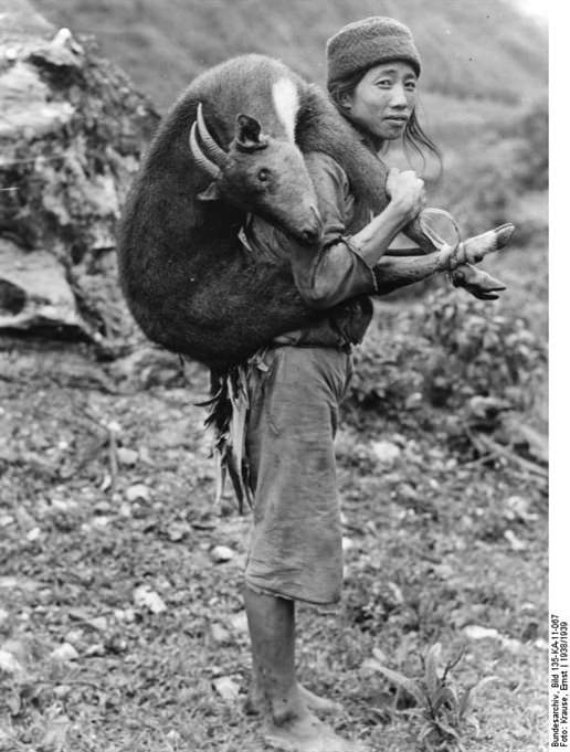 A pesar de la fe en la reencarnación, hay que comer. imagen, Ernst Krause, 1938/39. Cortesía Bundesarchive.