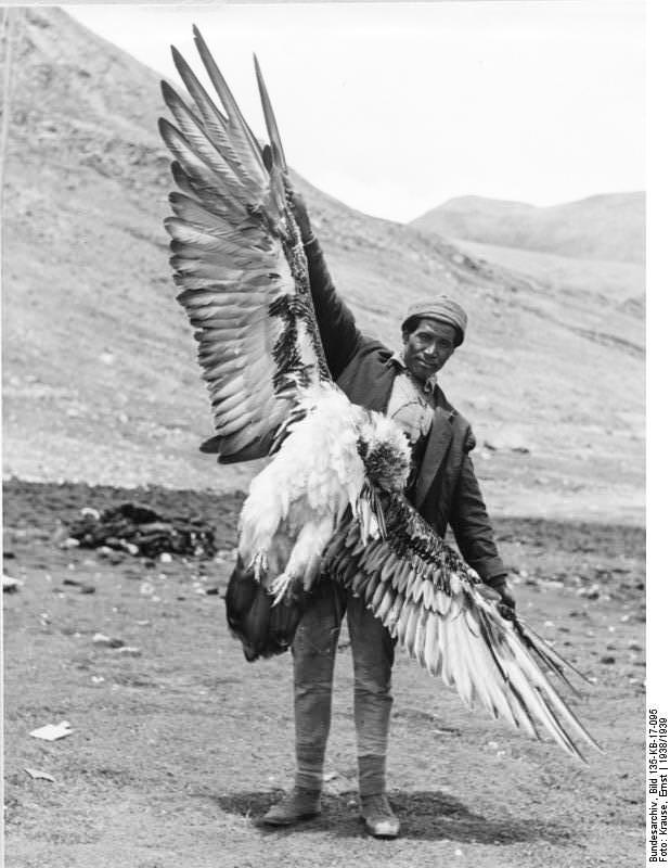 Los buitres son protagonistas en los funerales celestes tibetanos, y alcanzan a tener grandes dimensiones. Imagen, Erns Krause, 1938/39. Cortesía Bundesarchive.