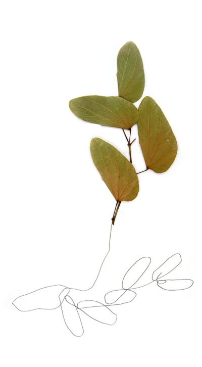 Dibujos sobre papel y plantas secas. Serie Especies Asociadas. Lápiz y plantas sobre papel, 2014.