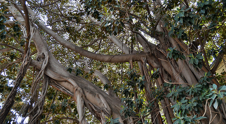  Ficus de la plaça del Centenar de la Ploma, València, autor Joanbanjo.