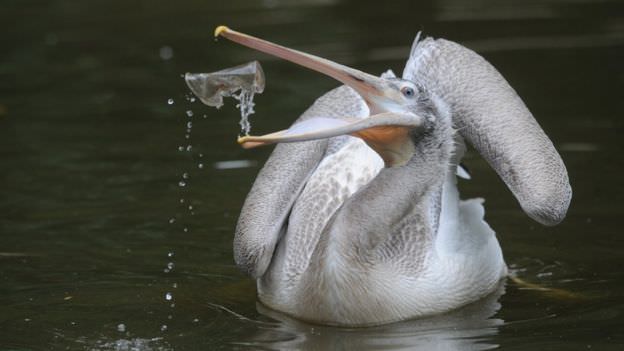 Ave ingiriendo un vaso de plástico. Imagen cortesía NEWS|MUNDO.