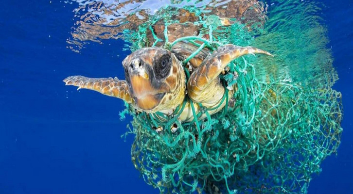 Tortuga enredada en una red de pesca. Premio World Press Photo 2017. Fotografía de Francis Pérez.
