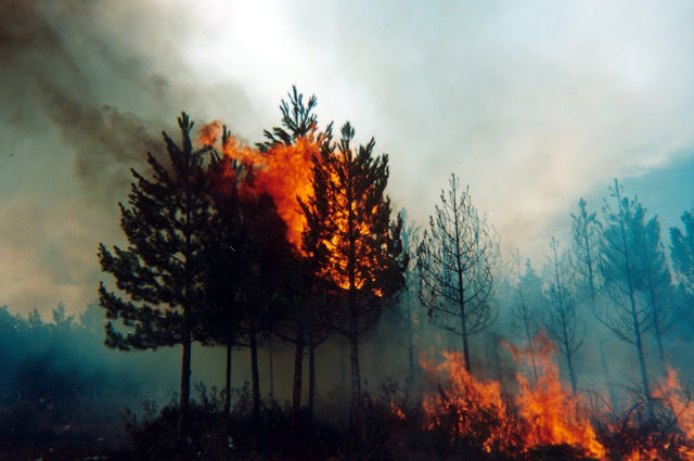 Y después de los incendios forestales ¿qué? Imagen cortesía Noticias Forestales/Forestry News