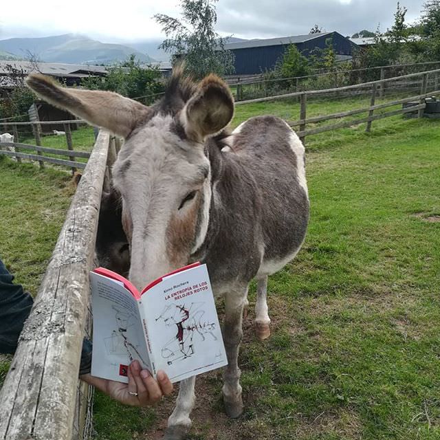 "#culturebaal #summertime #laentropíadelosrelojesrotos #animals. También los burros leen 'La entropía de los relojes rotos'. Poniendo orden". Fotografía cortesía de Ximo Rochera.