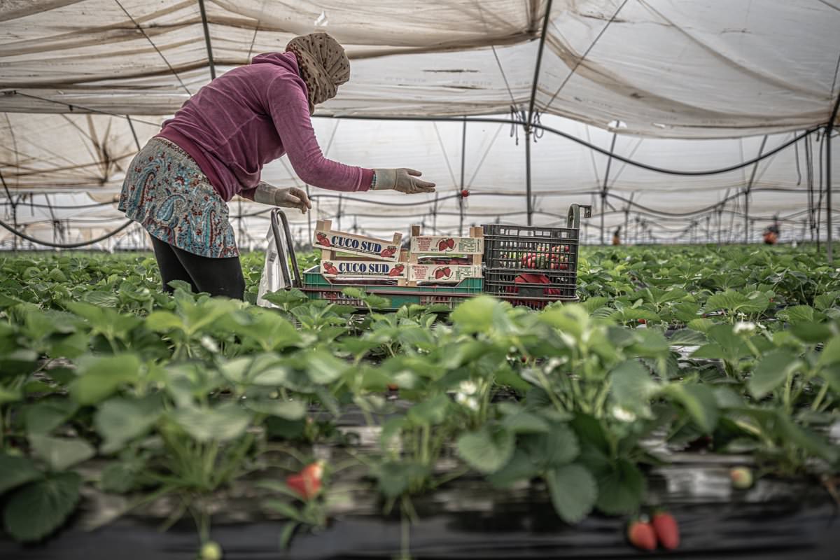 ‘Sobrevivir en los campos de fresas’, de Pablo Tosco. Fotografía cortesía del MUCBE.