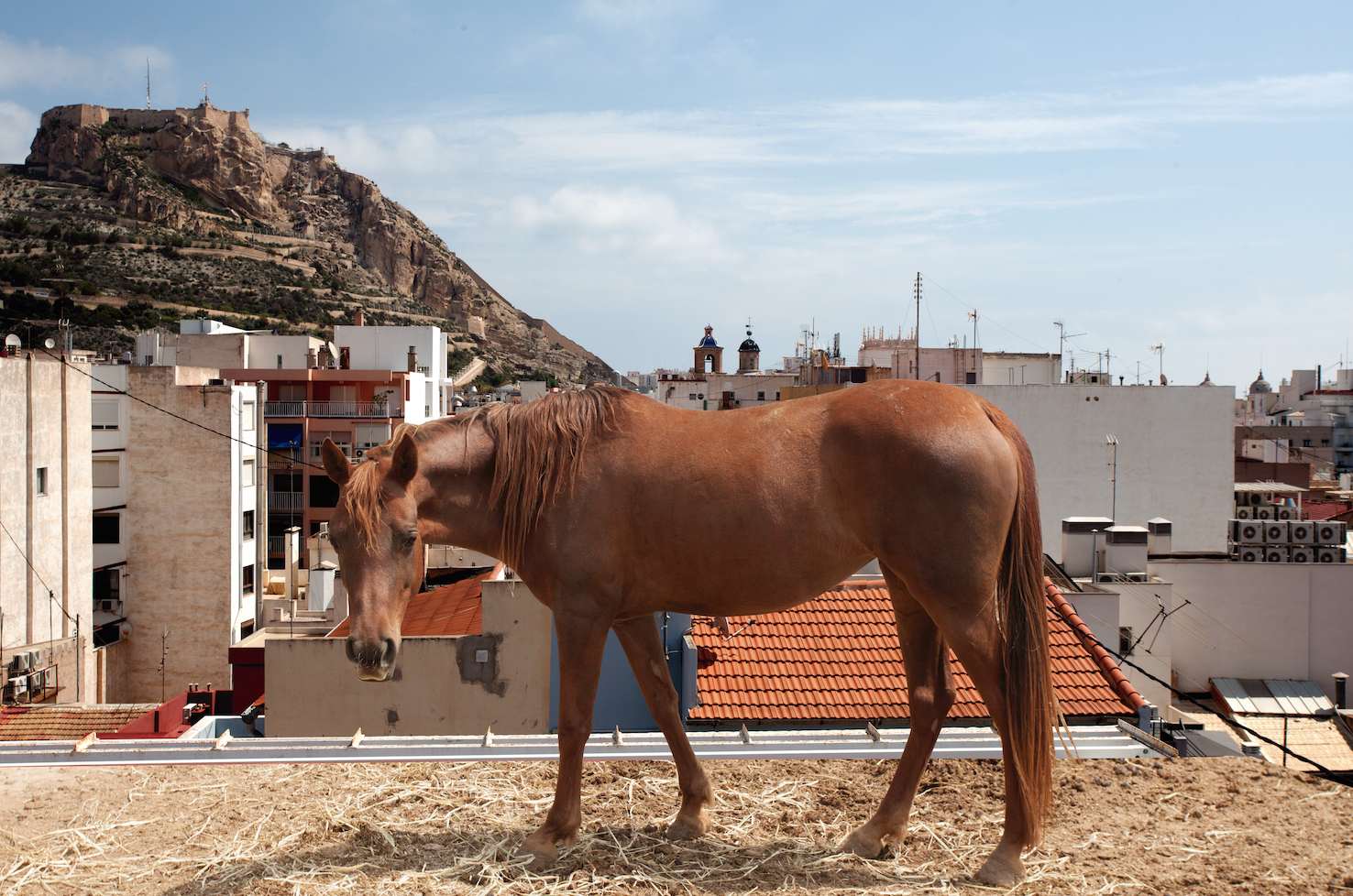 Lecciones Inesperadas un Paseo por Alacant 2022